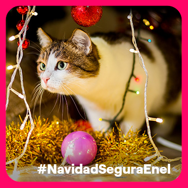 Navidad Segura - Revisa tus alargadores y zapatillas. Se pueden sobrecargar y presentar riesgo de electrocución para personas y mascotas.