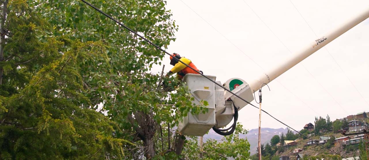Enel Distribución despejó cerca de 70 mil árboles cercanos a la red eléctrica en los últimos 6 meses