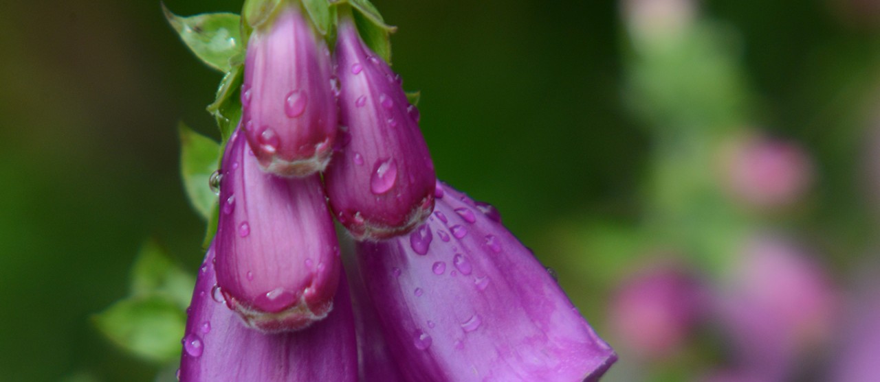 Conservación de la Biodiversidad