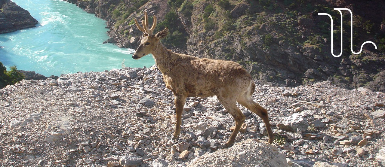 Fotografía de referencia Huemul, zona Aysén, gentileza de Evelyn Aravena de Enel Generación